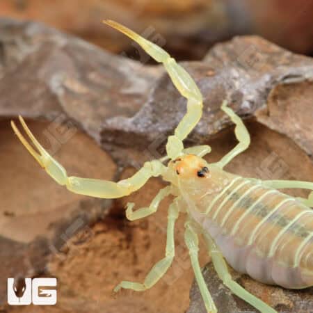 Egyptian Green Scorpion (Buthacus leptochelys) For Sale - Underground Reptiles
