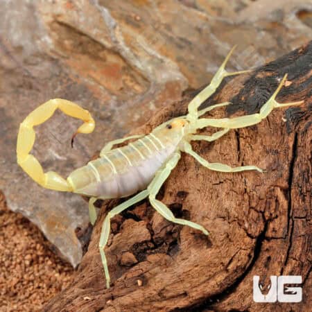 Egyptian Green Scorpion (Buthacus leptochelys) For Sale - Underground Reptiles