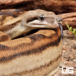 Anery Motley Het Albino Boa For Sale - Underground Reptiles