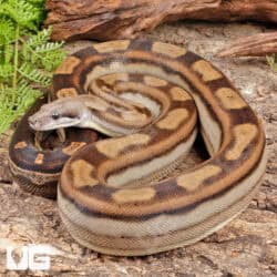 Anery Motley Het Albino Boa For Sale - Underground Reptiles