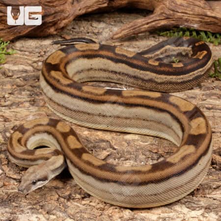 Anery Motley Het Albino Boa For Sale - Underground Reptiles