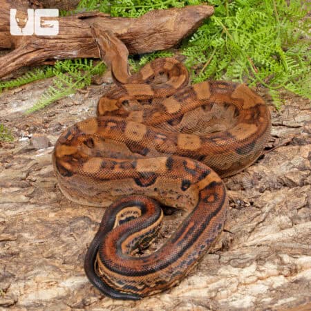 Female Aztec Motley Jungle Boa For Sale - Underground Reptiles