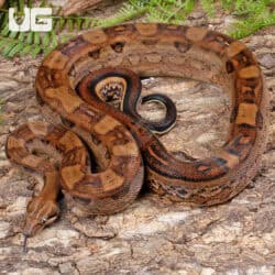 Female Aztec Motley Jungle Boa For Sale - Underground Reptiles