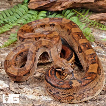Female Aztec Motley Jungle Boa For Sale - Underground Reptiles