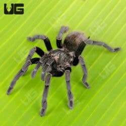 Colombian Blue Bloom Bird Eater Tarantula for sale - Underground Reptiles