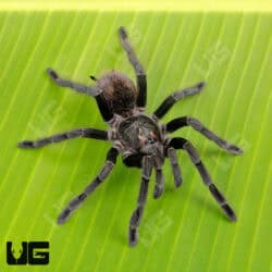 Colombian Blue Bloom Bird Eater Tarantula for sale - Underground Reptiles