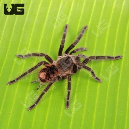 Female Manga Negra Birdeater Tarantula for sale - Underground Reptiles
