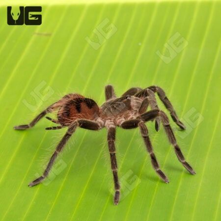 Female Manga Negra Birdeater Tarantula for sale - Underground Reptiles