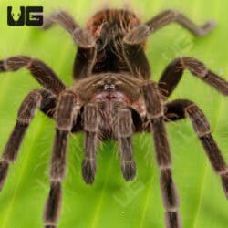 Female Manga Negra Birdeater Tarantula for sale - Underground Reptiles