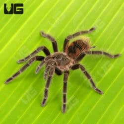 Female Manga Negra Birdeater Tarantula for sale - Underground Reptiles