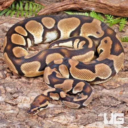 Ball Pythons For Sale - Underground Reptiles