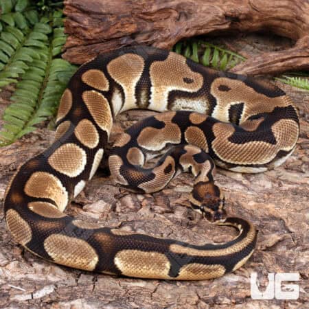 Ball Pythons For Sale - Underground Reptiles