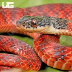 Female Red Phase Barred Keelback Snake For Sale - Underground Reptiles