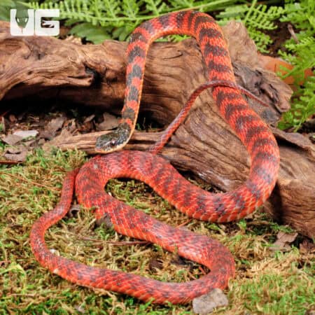 Female Red Phase Barred Keelback Snake For Sale - Underground Reptiles