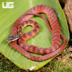 Female Red Phase Barred Keelback Snake For Sale - Underground Reptiles