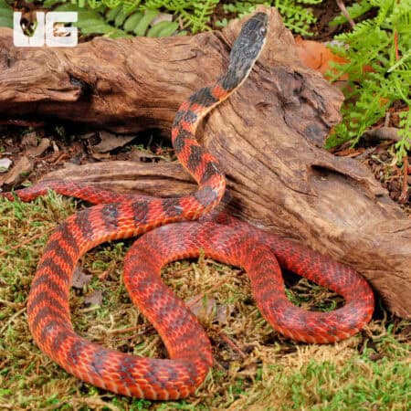 Female Red Phase Barred Keelback Snake For Sale - Underground Reptiles