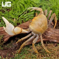 Florida Giant Land Crab For Sale - Underground Reptiles