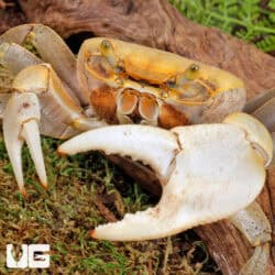 Florida Giant Land Crab For Sale - Underground Reptiles