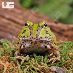 Green Pacific Pacman Frogs For Sale - Underground Reptiles