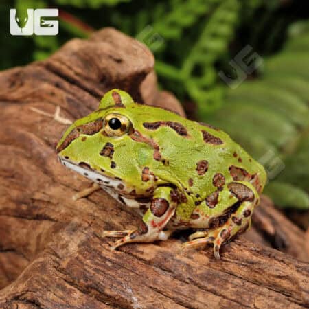Green Pacific Pacman Frogs For Sale - Underground Reptiles
