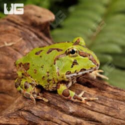 Green Pacific Pacman Frogs For Sale - Underground Reptiles