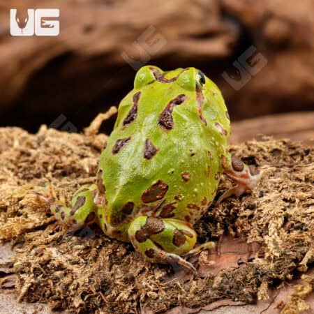 Green Pacific Pacman Frogs For Sale - Underground Reptiles