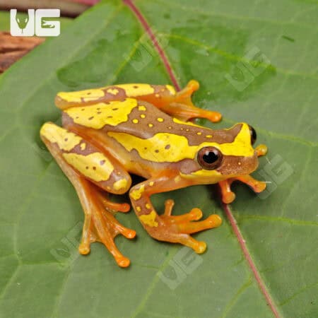 Hourglass Tree Frogs For Sale - Underground Reptiles
