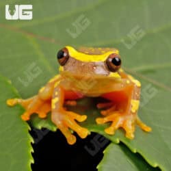 Hourglass Tree Frogs For Sale - Underground Reptiles