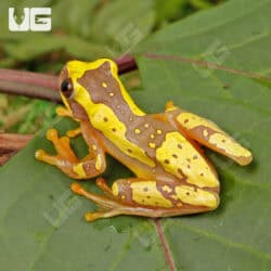 Hourglass Tree Frogs For Sale - Underground Reptiles