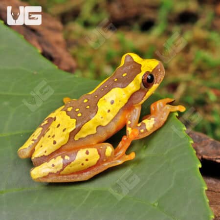 Hourglass Tree Frogs For Sale - Underground Reptiles