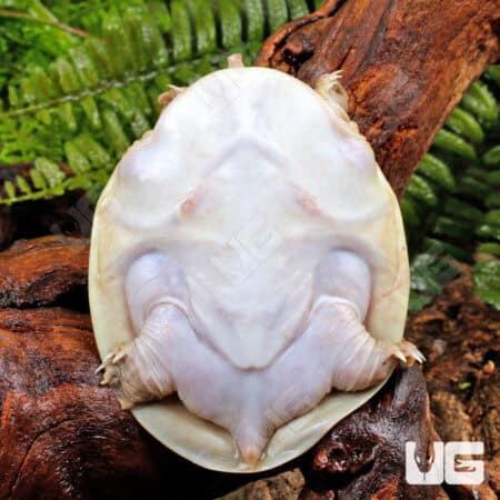 Hypo Asiatic Softshell Turtle Pairs for sale - Underground Reptiles