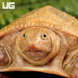 Hypo Asiatic Softshell Turtle Pairs for sale - Underground Reptiles