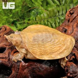 Hypo Asiatic Softshell Turtle Pairs for sale - Underground Reptiles