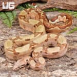 Hypo Het Albino Blood Boa For Sale - Underground Reptiles
