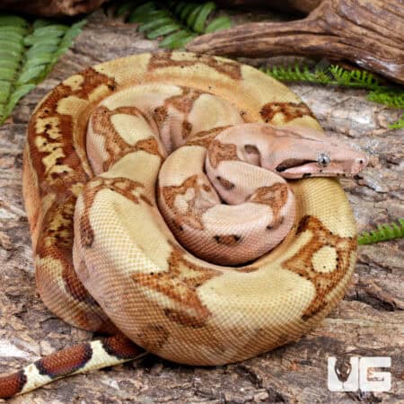 Hypo Het Albino Blood Boa For Sale - Underground Reptiles