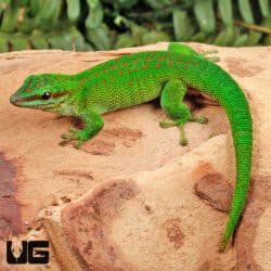 Madagascar Giant Day Gecko For Sale - Underground Reptiles