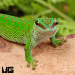 Madagascar Giant Day Gecko For Sale - Underground Reptiles