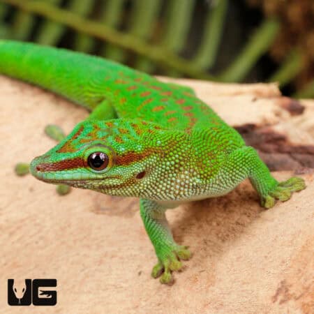 Madagascar Giant Day Gecko For Sale - Underground Reptiles