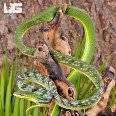 Malaysian Vine Snakes For Sale - Underground Reptiles
