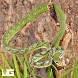 Malaysian Vine Snakes For Sale - Underground Reptiles