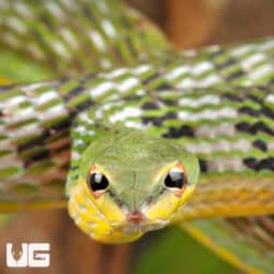 Malaysian Vine Snakes For Sale - Underground Reptiles