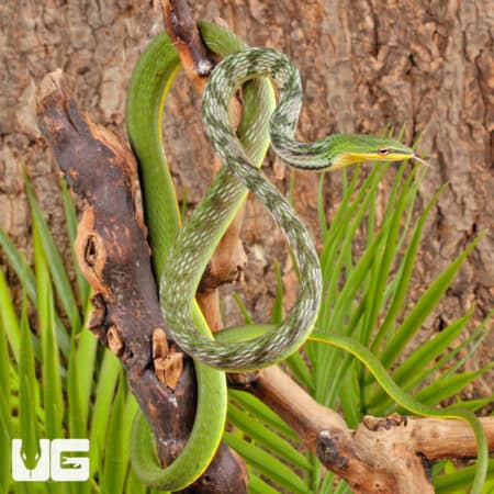 Malaysian Vine Snakes For Sale - Underground Reptiles