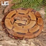 Hypo Jungle Het Albino Boa For Sale - Underground Reptiles