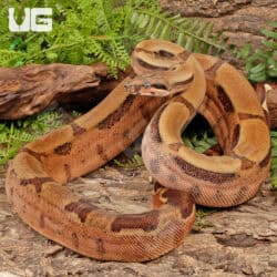 Hypo Jungle Het Albino Boa For Sale - Underground Reptiles