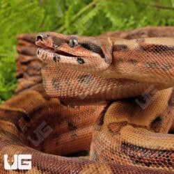 Hypo Jungle Het Albino Boa For Sale - Underground Reptiles