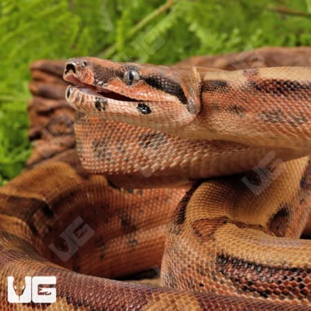 Hypo Jungle Het Albino Boa For Sale - Underground Reptiles