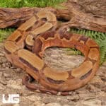 Hypo Jungle Het Albino Boa For Sale - Underground Reptiles
