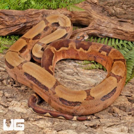 Hypo Jungle Het Albino Boa For Sale - Underground Reptiles