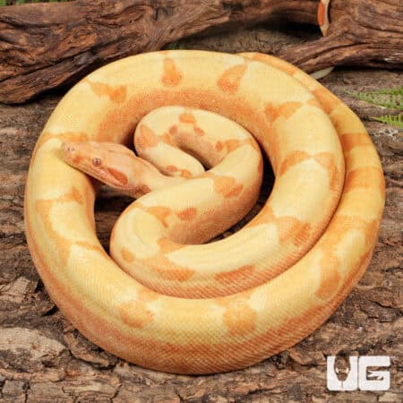 Male Kahl Albino Het Blood Boa For Sale - Underground Reptiles