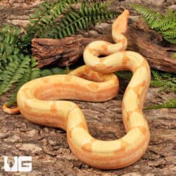 Male Kahl Albino Het Blood Boa For Sale - Underground Reptiles